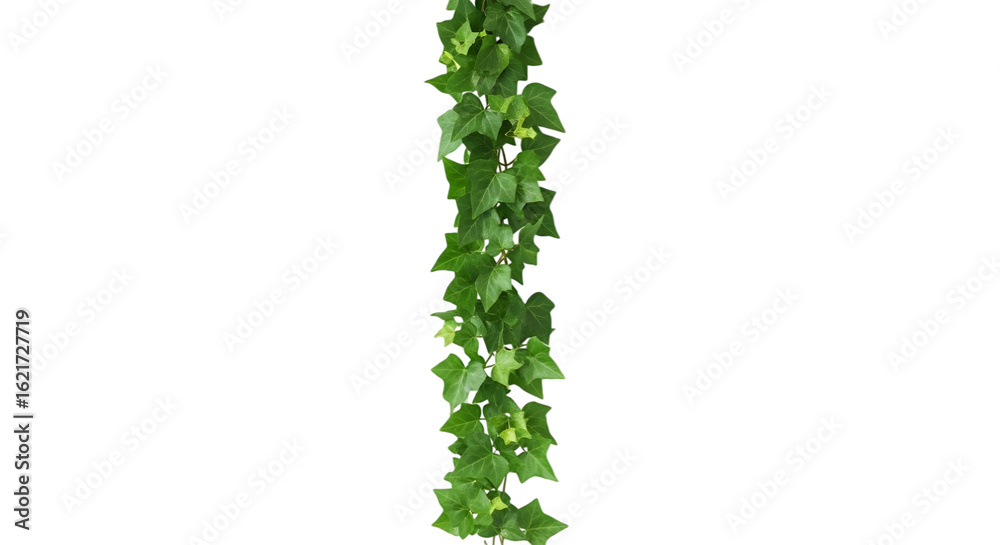 Photo of a green ivy vine with heartshaped leaves, isolated on a transparent background Photo of a green ivy vine with heartshaped leaves, isolated on a transparent background