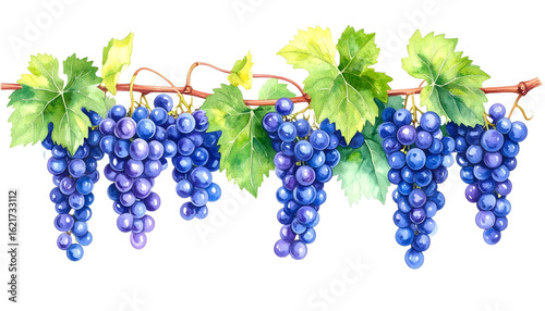Watercolor illustration of ripe grapes hanging from a vine with leaves, vibrant and detailed