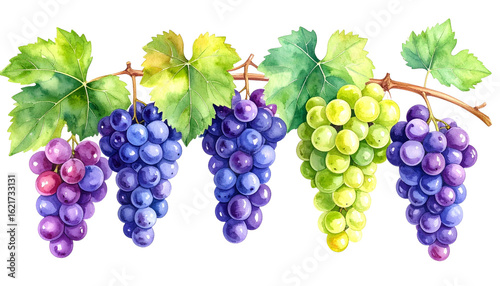 Watercolor illustration of assorted grapes with leaves on vine creating a fresh look