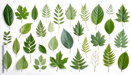 Botanical diversity showcases a multitude of vibrant green leaves in a flat lay arrangement on a