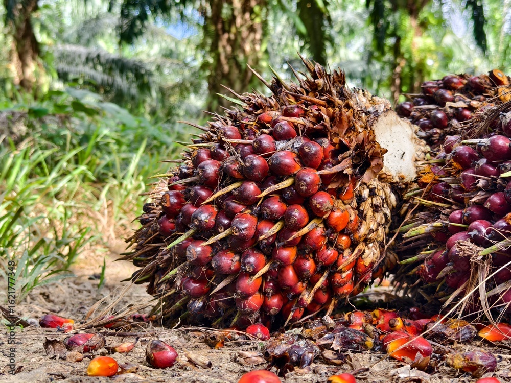 Fototapeta premium oil palm fruit with blurred background