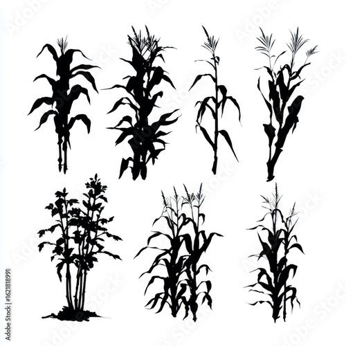 vector illustration of corn stalk silhouette set, Black & White silhouette set 