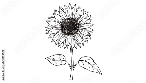 Detailed Sunflower Line Art: A Simple and Elegant Botanical Illustration