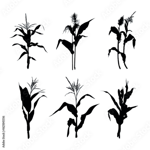 vector illustration of cornstalk silhouette set, Black & White silhouette set