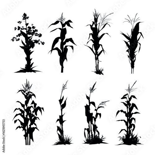 vector illustration of cornstalk silhouette set, Black & White silhouette set