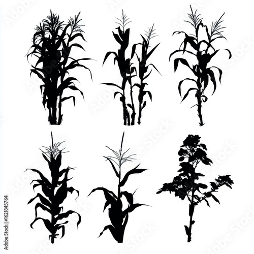 vector illustration of cornstalk silhouette set, Black & White silhouette set