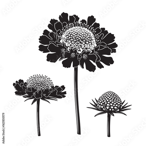 Graphic Scabiosa (Pincushion Flower) Silhouette Set
