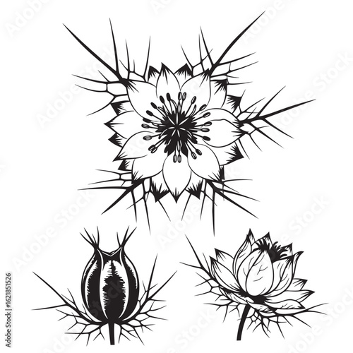 Iconic Love-in-a-Mist (Nigella) Flower and Pod Set