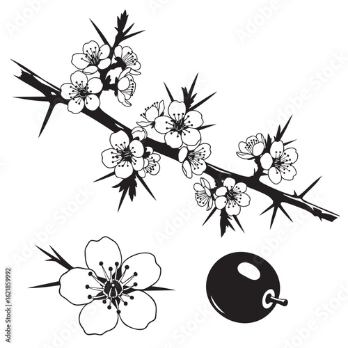 Bold Blackthorn (Sloe) Branch, Flower, and Berry Icons