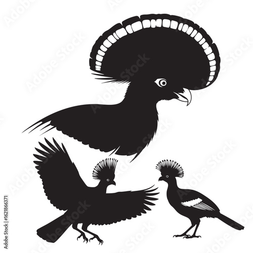 Cock of the Rock Silhouettes as a Crested Bird Set