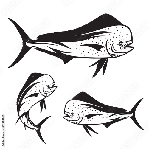 Set of 3 Mahi mahi Silhouettes as a Dolphinfish Vector Set