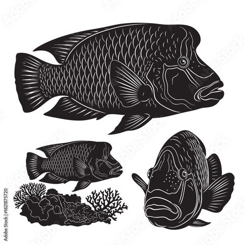 Set of 3 Humphead Wrasse Silhouettes as a Coral Reef Fish Set