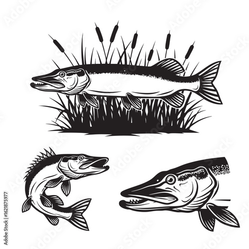Set of 3 Northern Pike Silhouettes as a Freshwater Predator