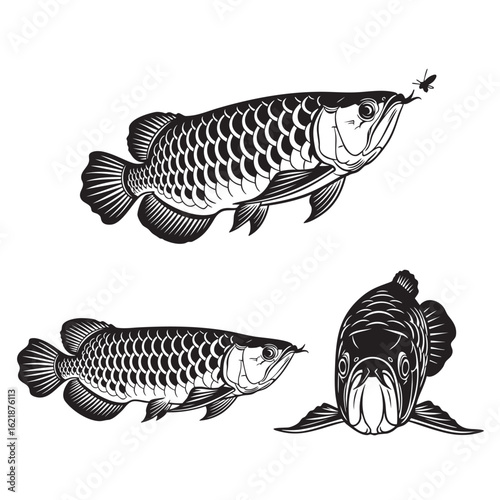 Set of 3 Arowana Silhouettes as a Bony Tongue Fish Vector Set