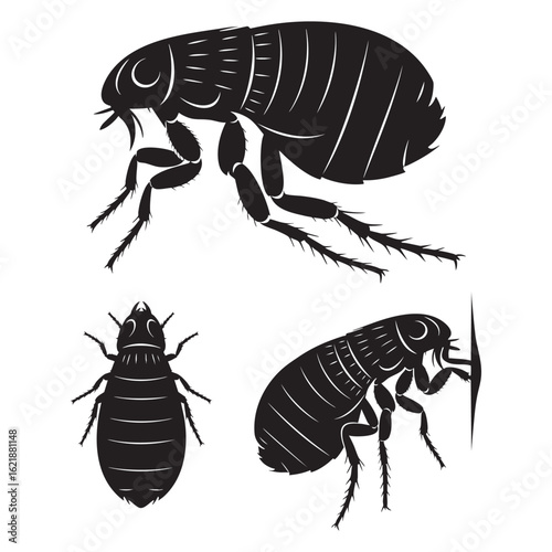 Set of 3 Tick Silhouettes as an Arachnid Ectoparasite Vector Set