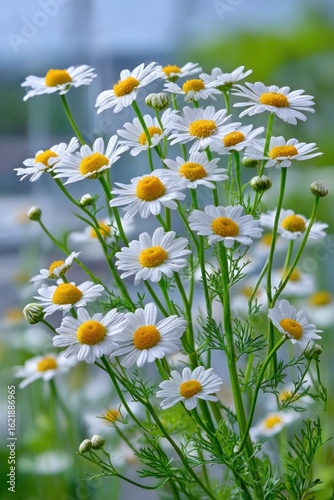 Close-up of white daisies (1)