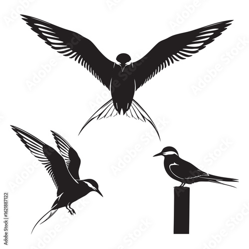 Set of 3 Arctic Tern Silhouettes as a Migratory Seabird Set