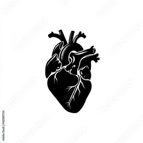 Silhouetted anatomical heart graphic