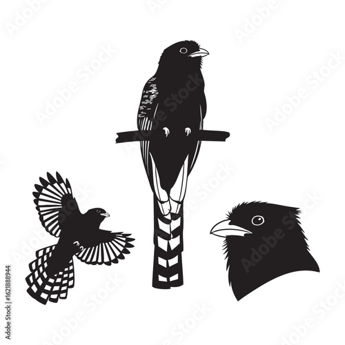 Set of 3 Trogon Silhouettes as a Tropical Forest Bird Icon Set