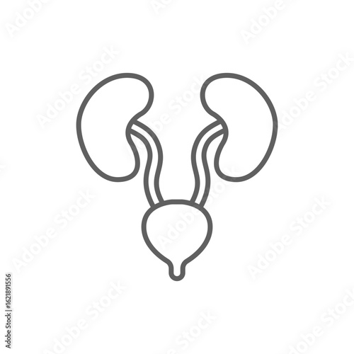 Kidneys and Bladder Icon, Urinary System Symbol, Urological Line Style. Editable stroke