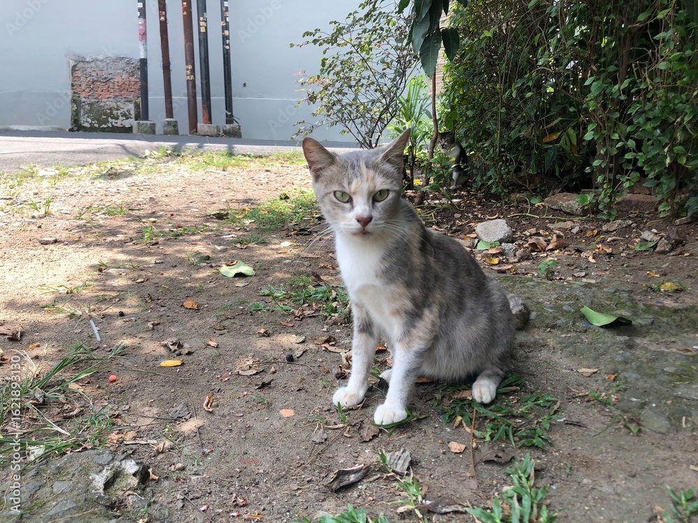 Obraz premium Gray and white cat sitting in a grassy outdoor area