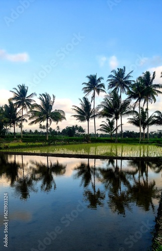 tree reflection in lake background beautiful