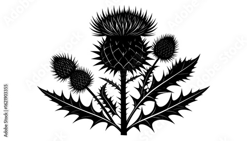 Wallpaper Mural Monochrome scottish thistle illustration with intricate spiky details and leaves Torontodigital.ca