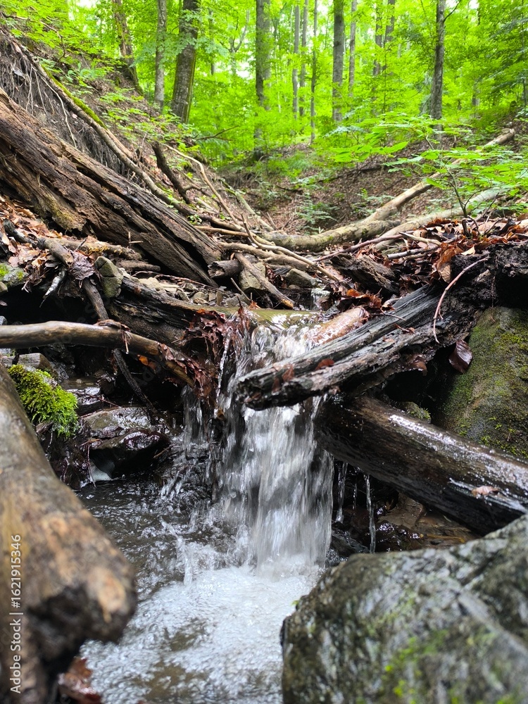Fototapeta premium waterfall in the forest