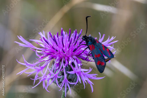 Eine blühende Flockenblume mit einem Sechsfleck-Widderchen