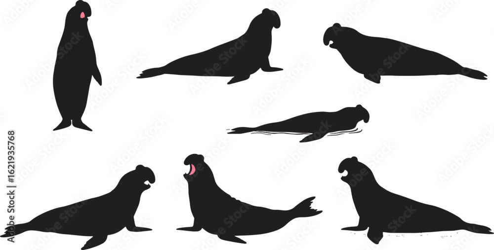 Fototapeta premium Elephant seal silhouettes