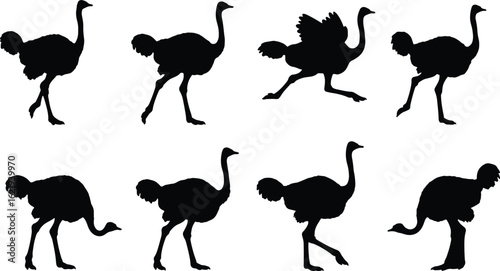 Ostrich silhouettes graphic design