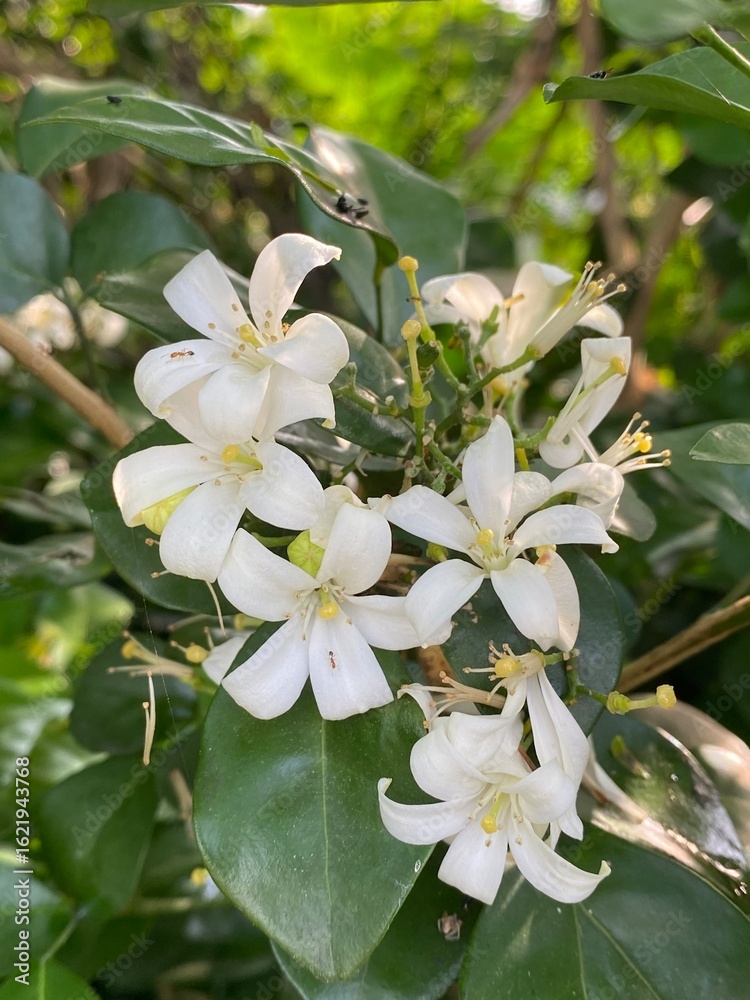 Fototapeta premium white orange jasmine flowers in the garden