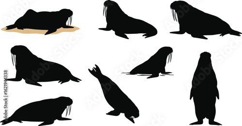 Walrus silhouettes various poses