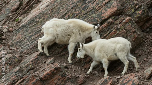 Mountain Goats Navigating Rocky Terrain in Majestic Landscape