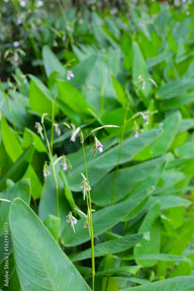 Green leaves of thalia geniculata, aquatic plants growing in a pond. Green leaves of thalia geniculata, aquatic plants growing in a pond.