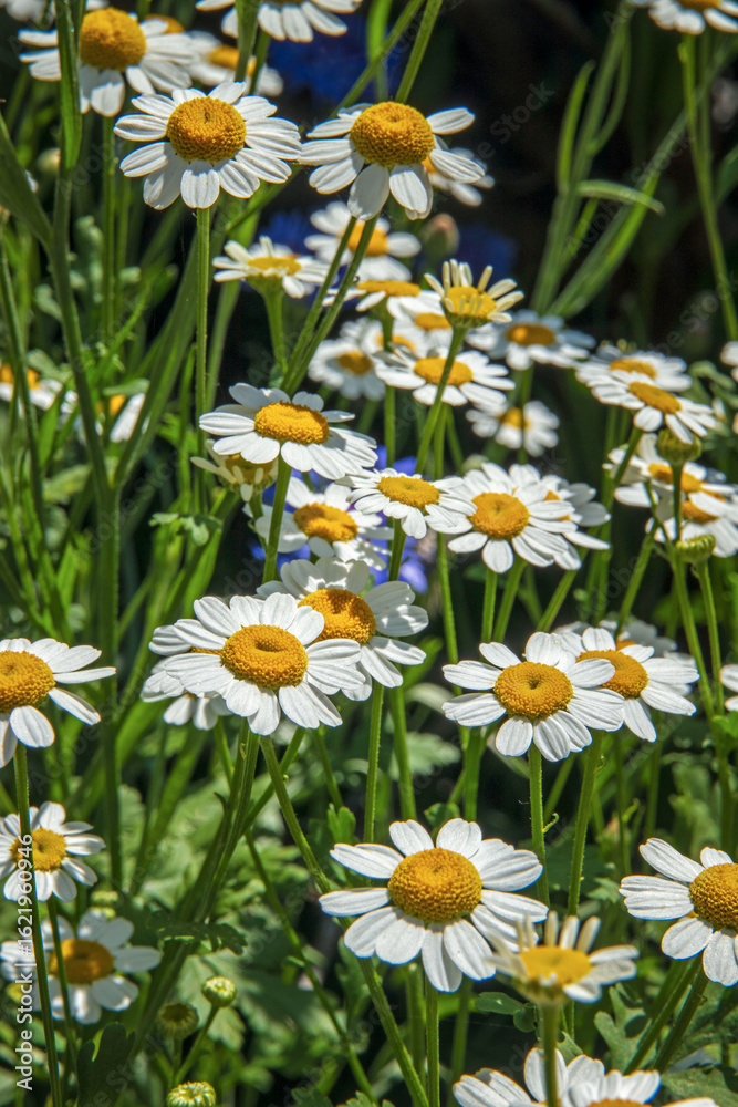 Fototapeta premium Spring daisies in the garden