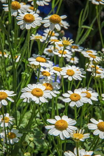 Spring daisies in the garden