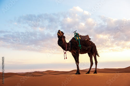 camel in the Merzouga desert