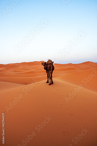 Fototapeta Naklejka Na Ścianę i Meble -  camel in the Merzouga desert