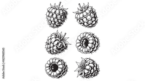Raspberry Fruit Engraving Vector Illustration for Food and Berry Themed Designs