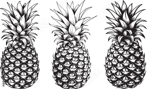 Three pineapples set, hand-drawn sketch in a vintage engraving style.