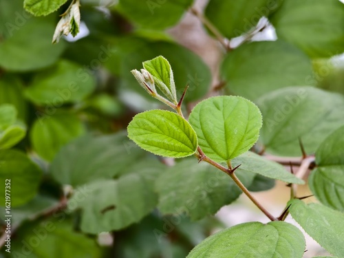 Wallpaper Mural  bidara leaves or Ziziphus mauritiana with a blurred background Torontodigital.ca