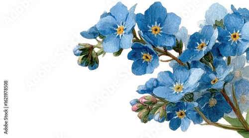 Wallpaper Mural Delicate blue forget-me-nots, blossoms and buds on a branch, isolated on white Torontodigital.ca
