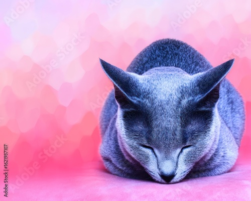Sleeping cat, soft pink background