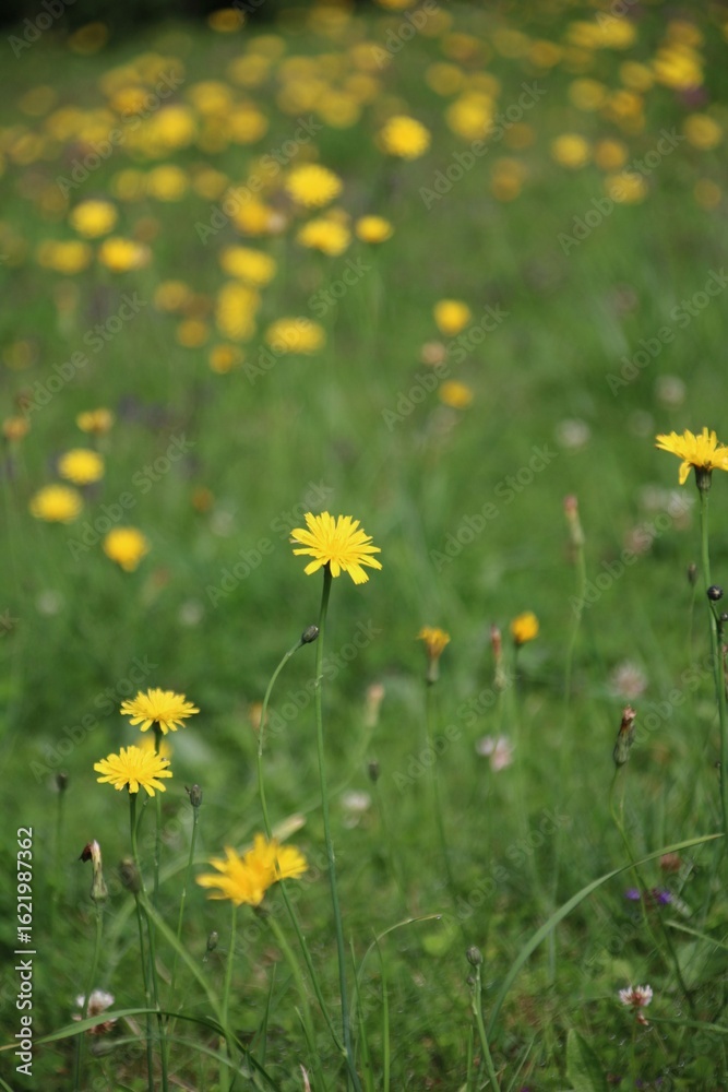 Fototapeta premium wiesenbocksbart