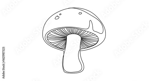 Line drawing of a mushroom with detailed gills and cap  