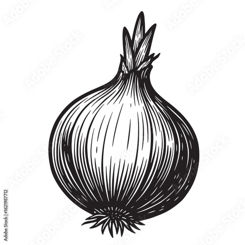 Detailed black and white engraved illustration of a fresh ripe onion for food and culinary designs