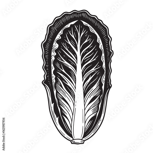 Detailed black and white illustration of a fresh napa cabbage vegetable on white background