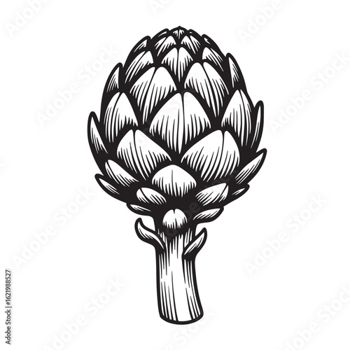 Hand drawn black and white artichoke illustration showing detail of the leaves and stem