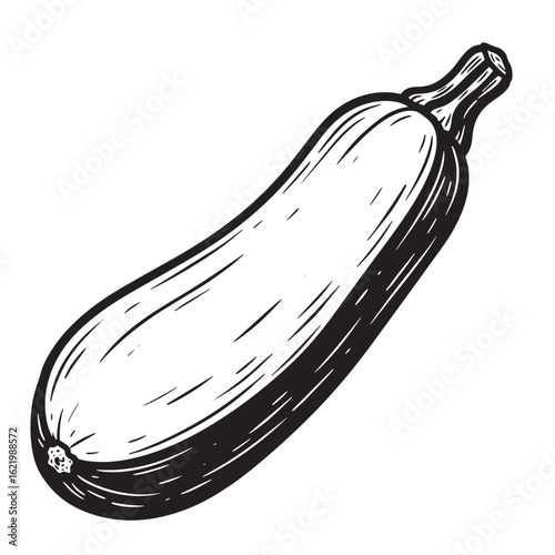 Hand drawn illustration of a fresh zucchini vegetable in black and white on a clean background